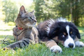 猫と犬