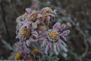 凍った花