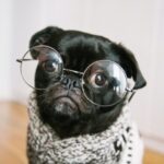 聡明そうな犬