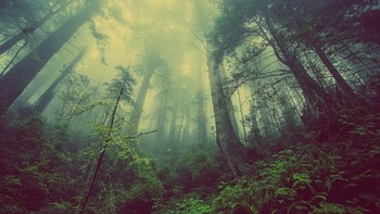 靄に覆われた森