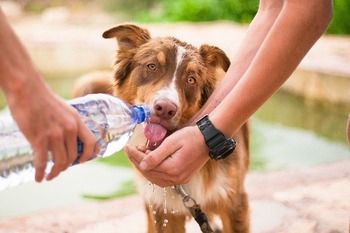 犬に水を飲ませてあげる