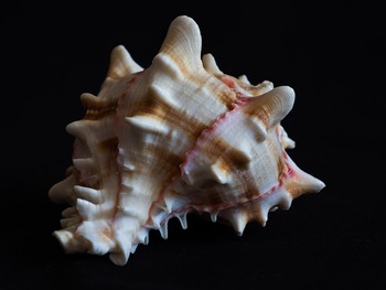 突起のある貝殻