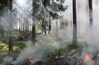森林火災