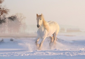 雪原の白馬
