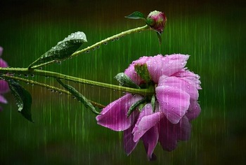 花と雨
