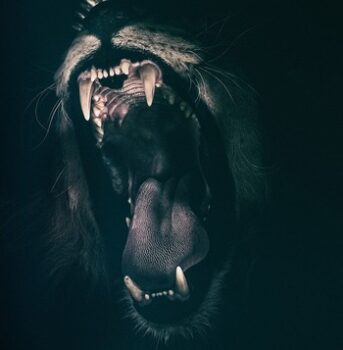 ライオンの口