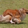 走る犬