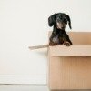 ダンボール箱に入った犬