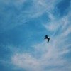 空と鳥