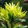 マキ属の植物
