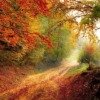 紅葉の道
