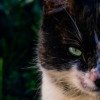 気高い猫