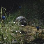 ゆっくりと進むカメ