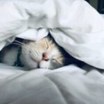 寝る猫