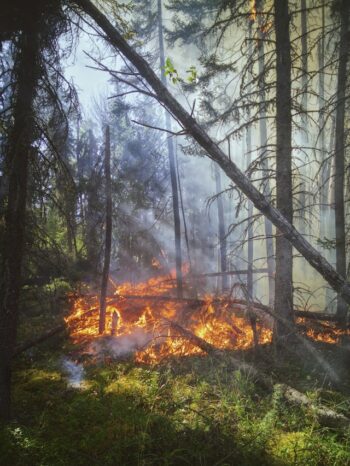燃える森林