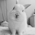 ウサギ