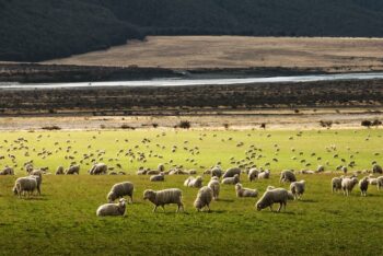 多くの羊