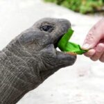 亀に餌を上げる