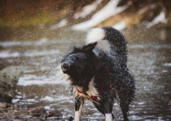 濡れた体をブルブルする犬