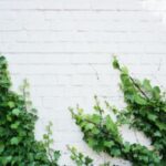 つる草